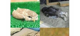 owls+being+lazy