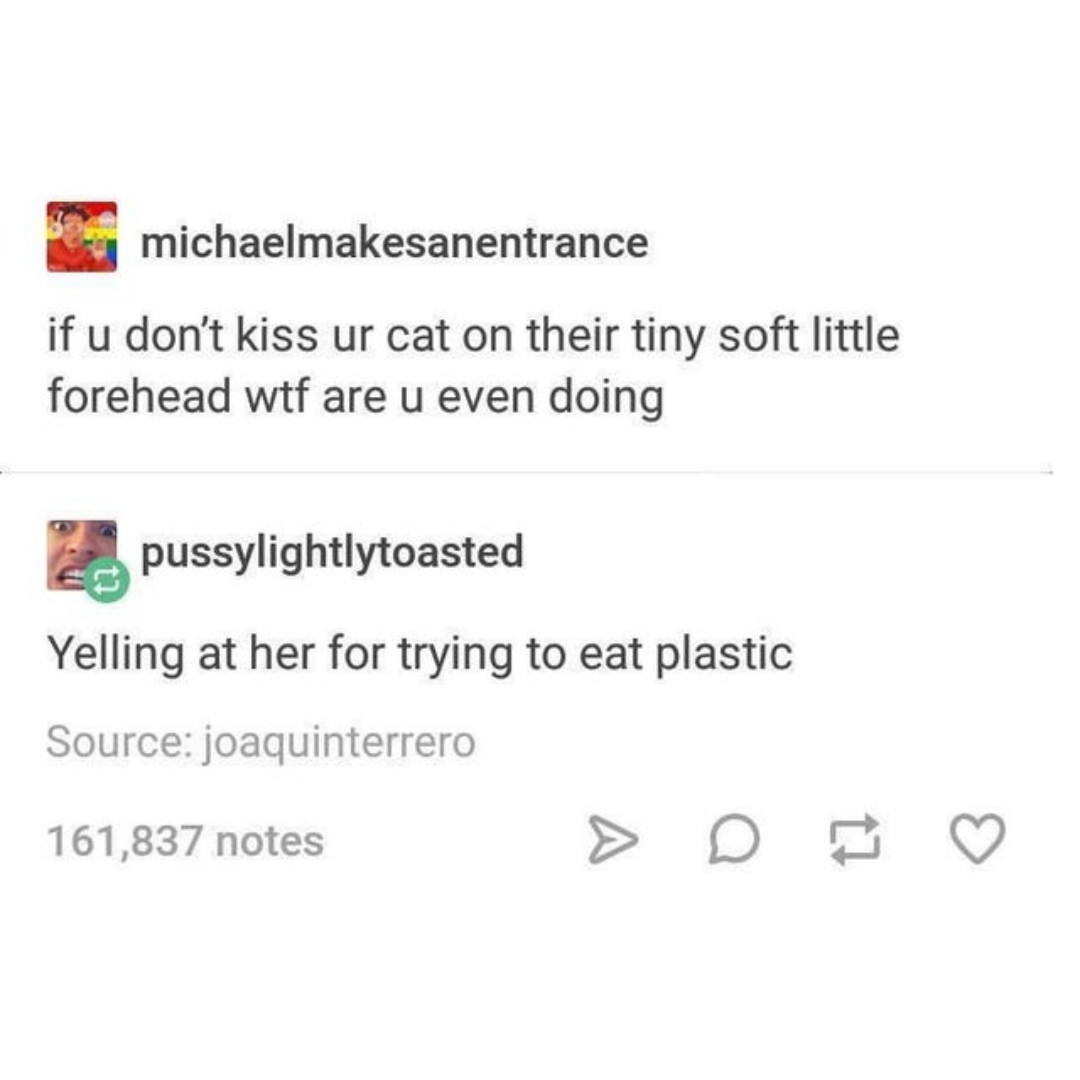 cats+are+such+adorable+rascals