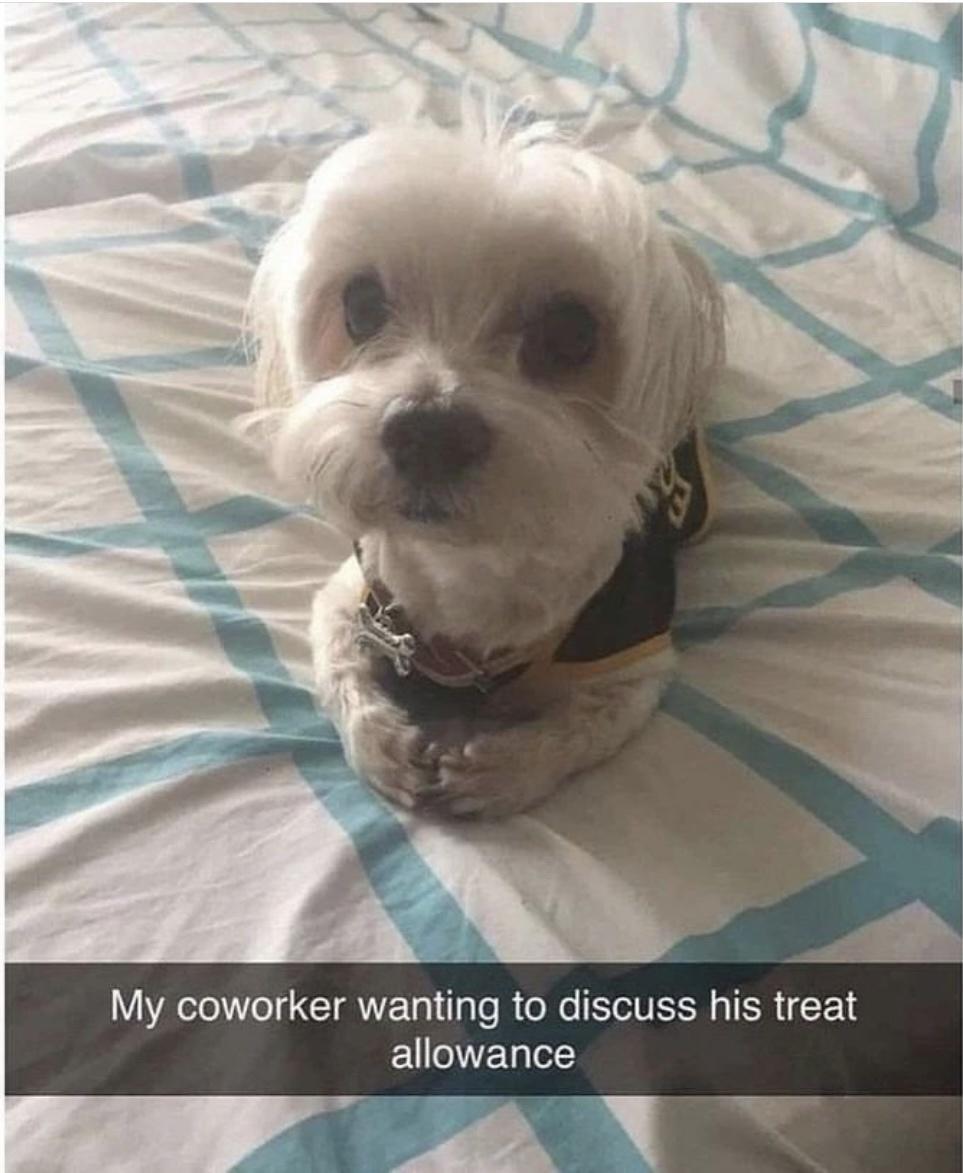 he+would+like+more+treats+please