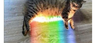 real+life+nyan+cat