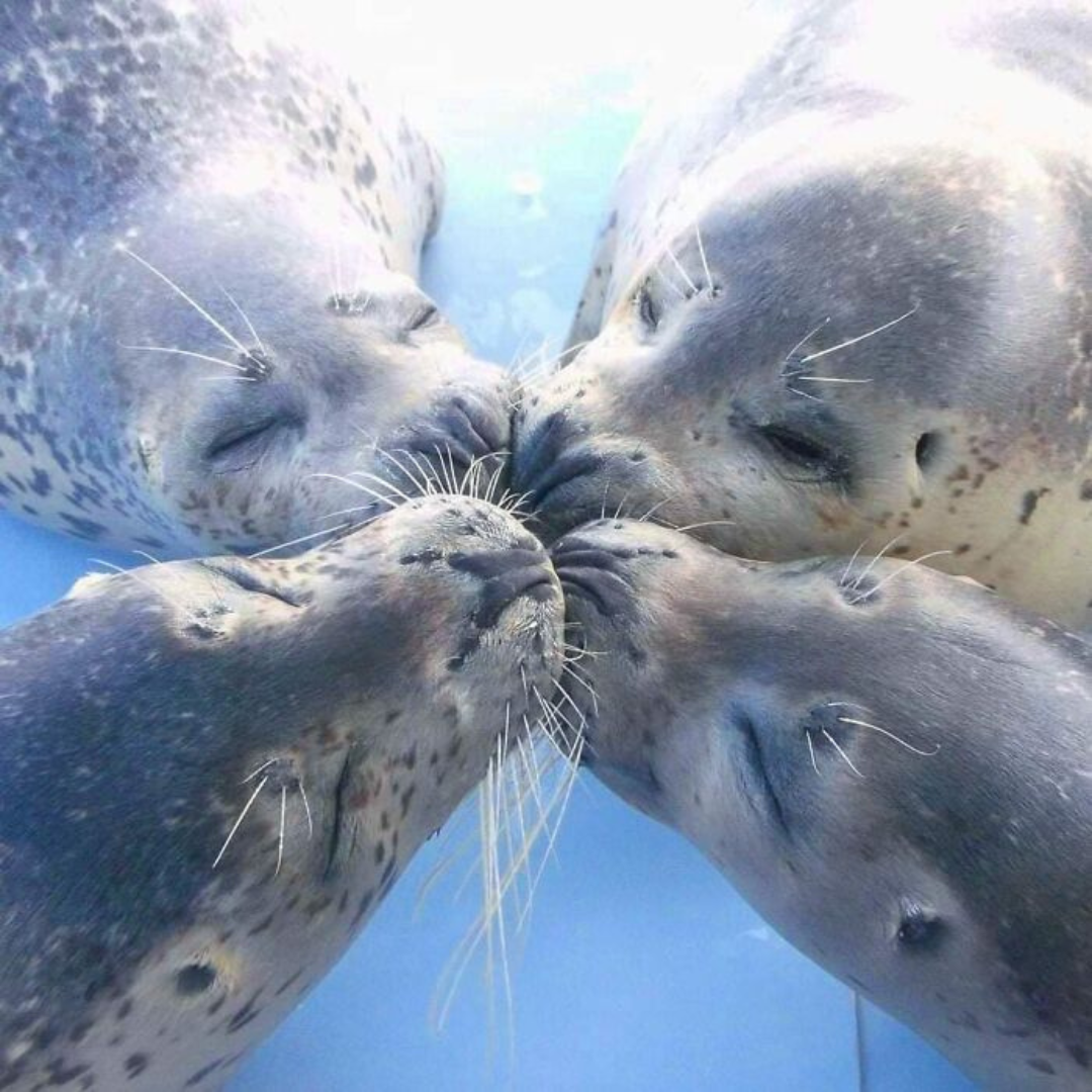 wholesome+seals+to+help+lift+the+monday+blues