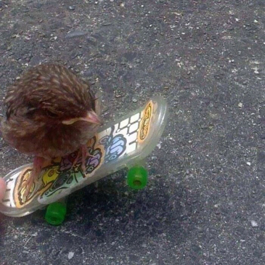 he+was+a+sk8er+bird