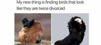 twice+divorced+birds