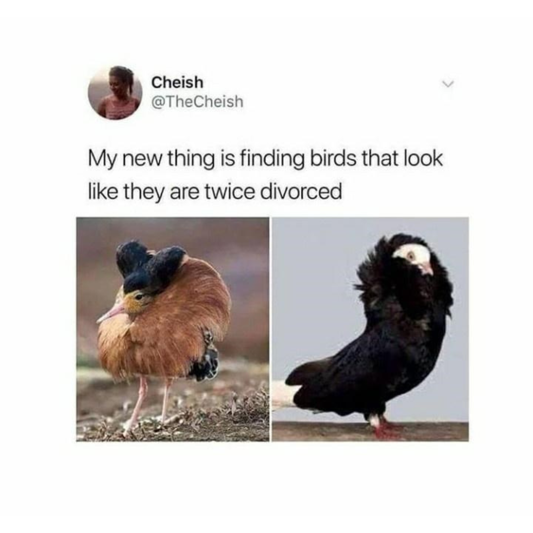 twice+divorced+birds