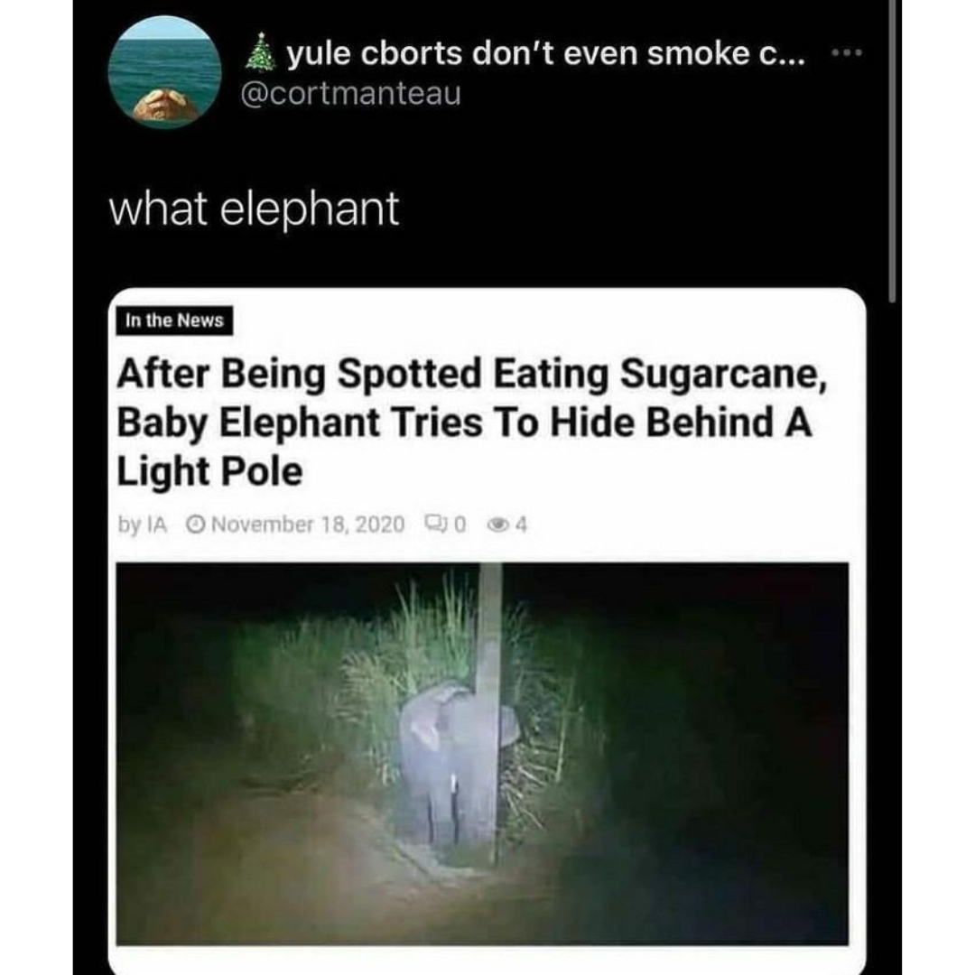 what+elephant%3F