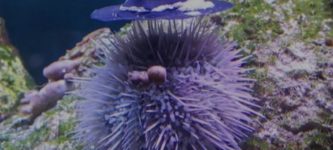 sea+urchin+dressed+up+for+halloween
