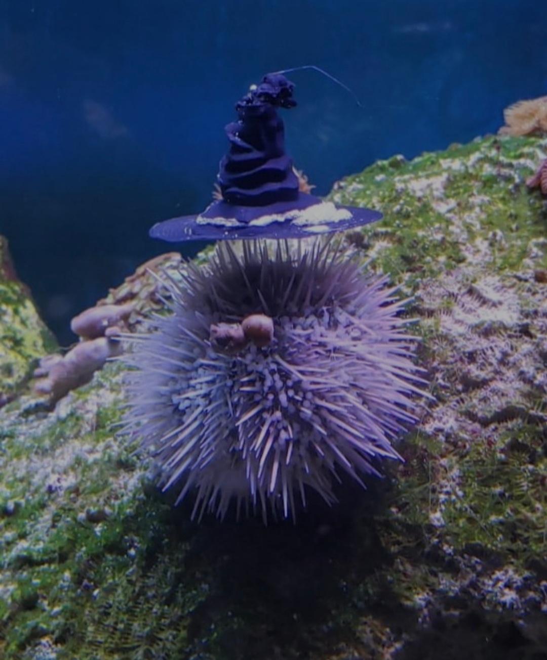 sea+urchin+dressed+up+for+halloween