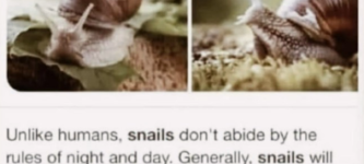 snail+chores