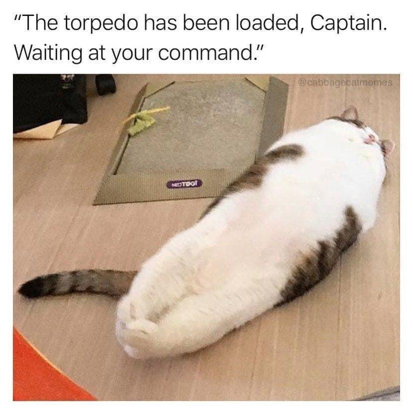 torpedo+has+been+loaded