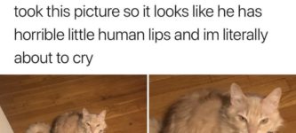 human+lipped+cat