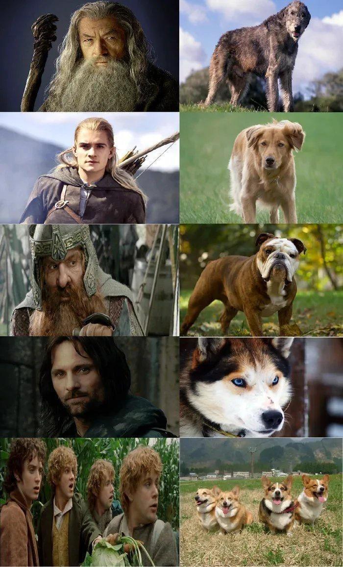 lord+of+the+rings+but+dogs