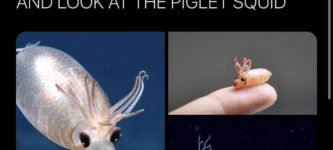 piglet+squid