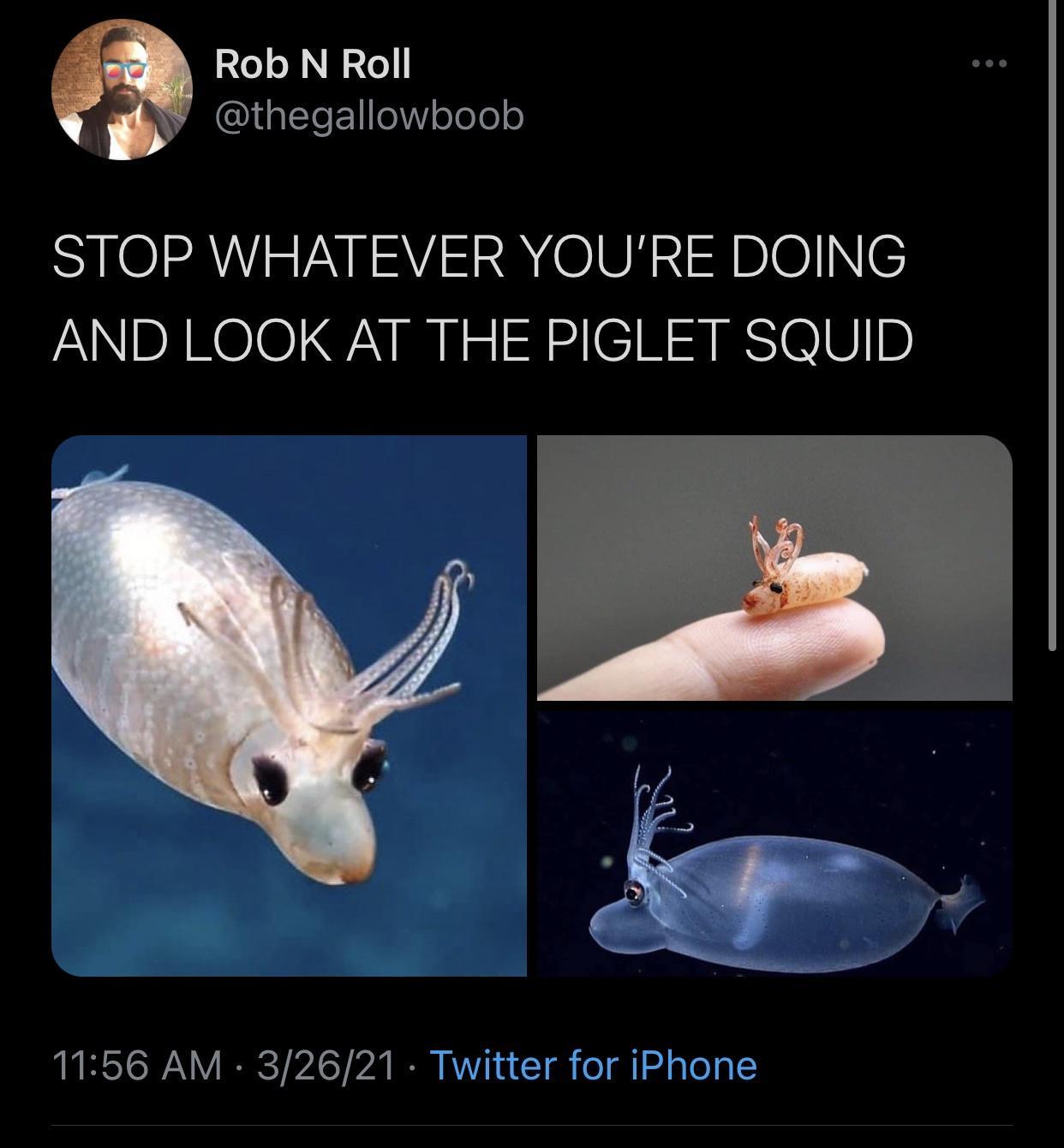 piglet+squid