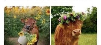 flower+cows