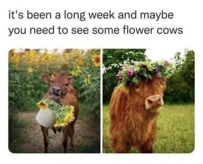 flower+cows