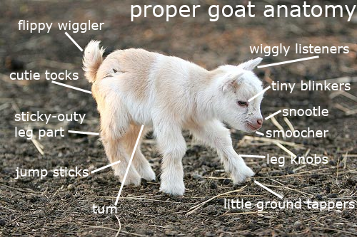 goat+anatomy