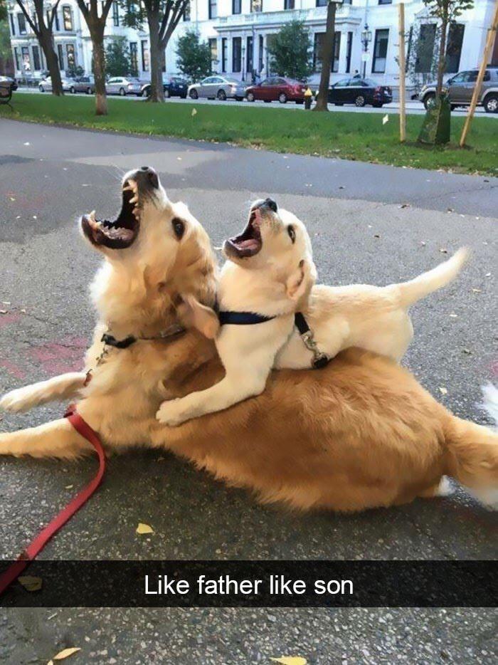 it+runs+in+the+family