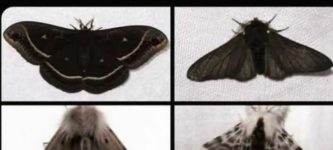 goth+butterflies
