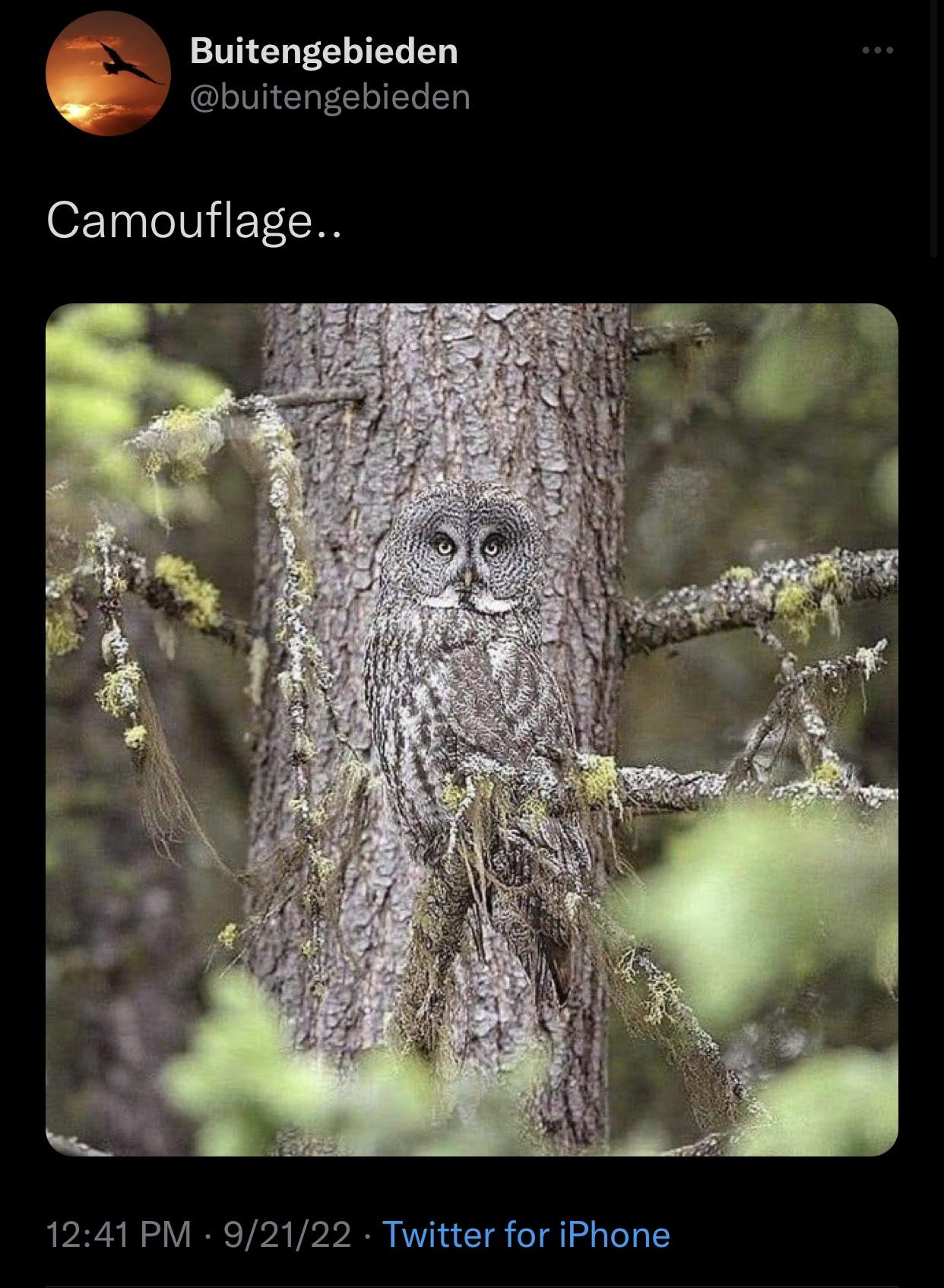 perfect+camouflage
