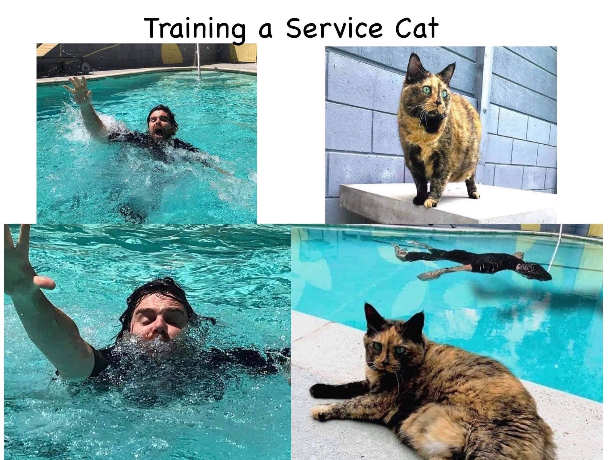 you+can%26%238217%3Bt+train+a+service+cat