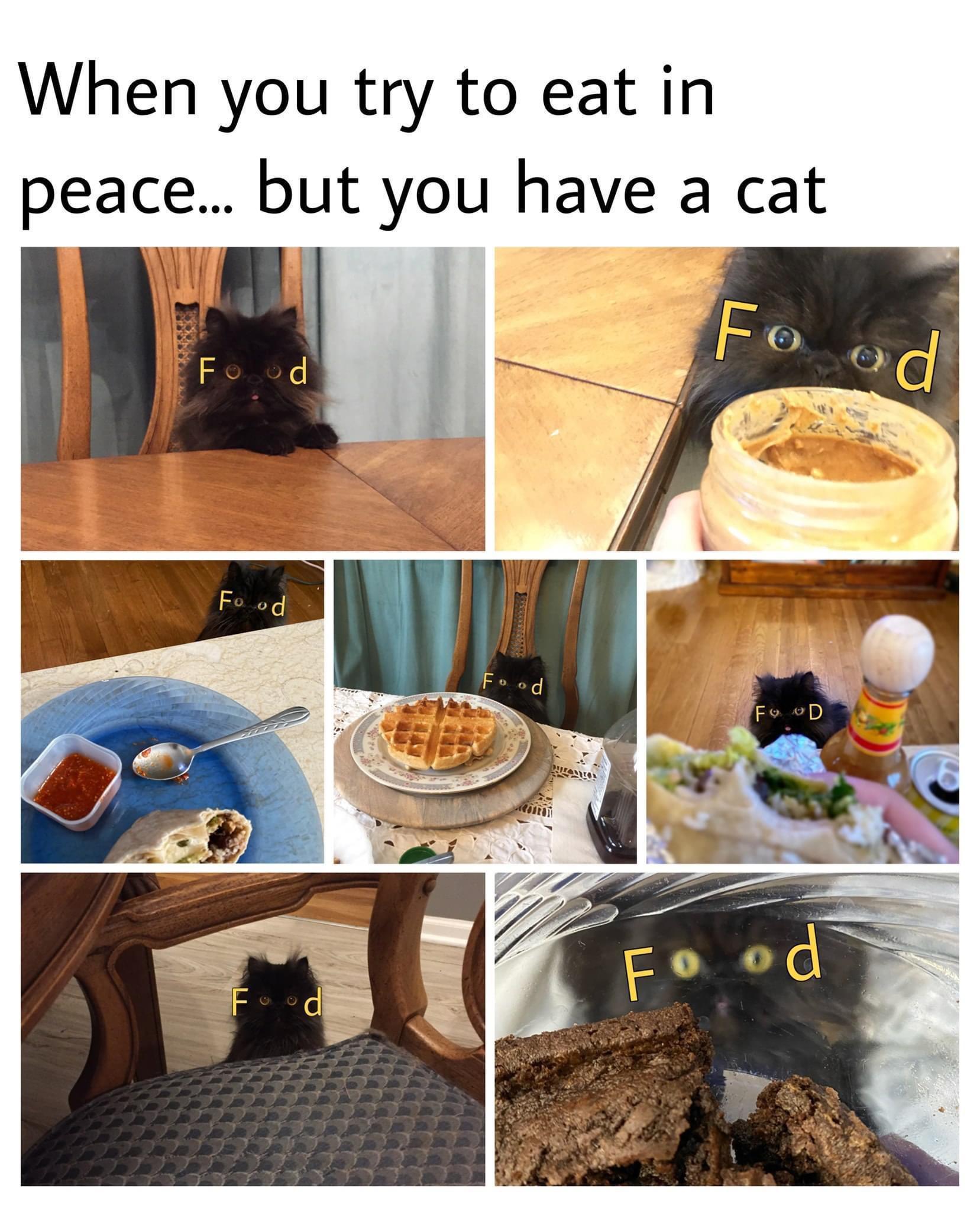there+is+no+peace.+only+cat