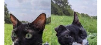 cat+mid-sneeze