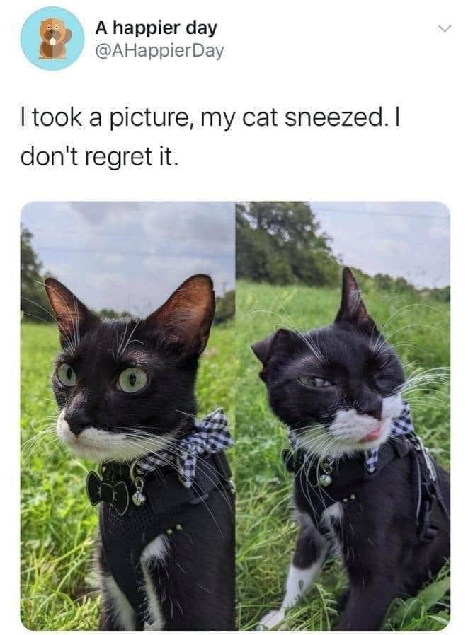 cat+mid-sneeze