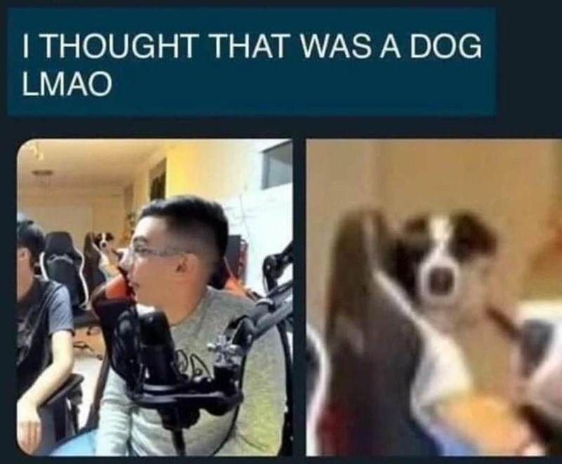 that%26%238217%3Bs+not+a+dog%3F