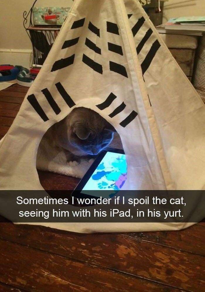 spoiled+cat