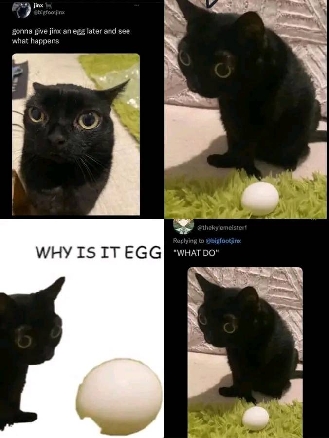 why+is+egg%3F