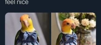 cute+bird%21