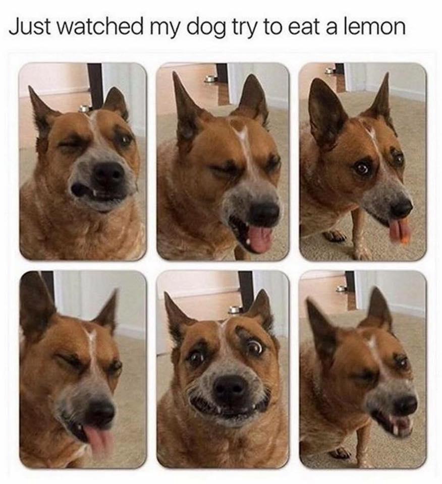 first+lemon