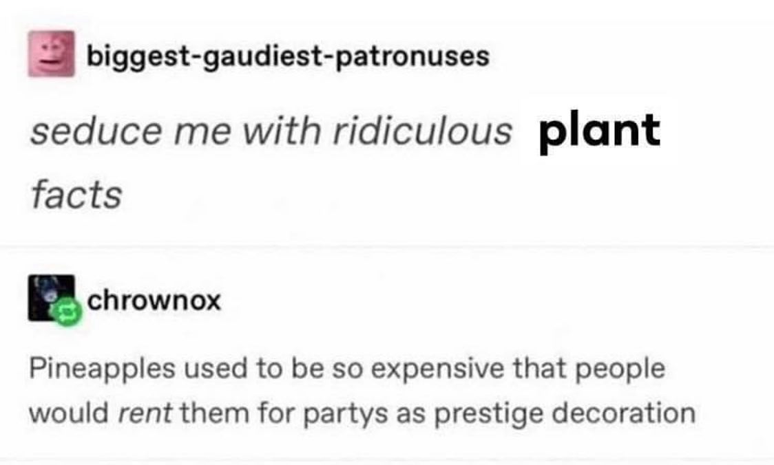 you+used+to+be+able+to+rent+pineapples
