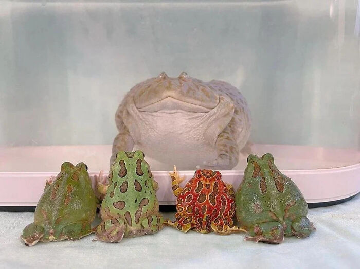 secret+frog+council+is+meeting