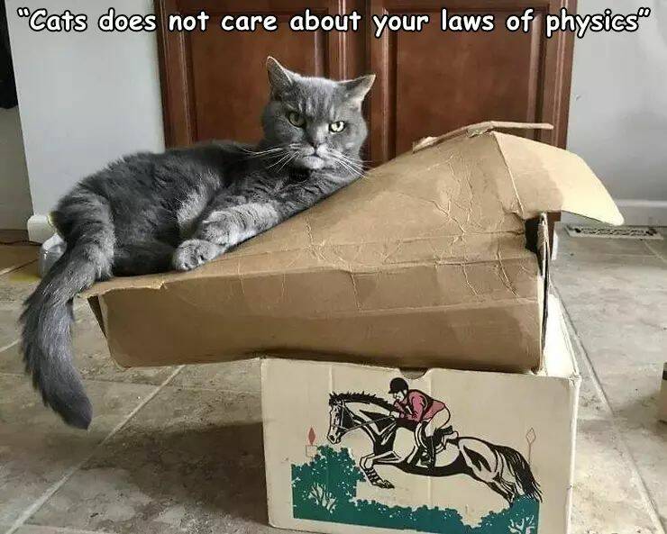 physics+mean+nothing+to+a+cat