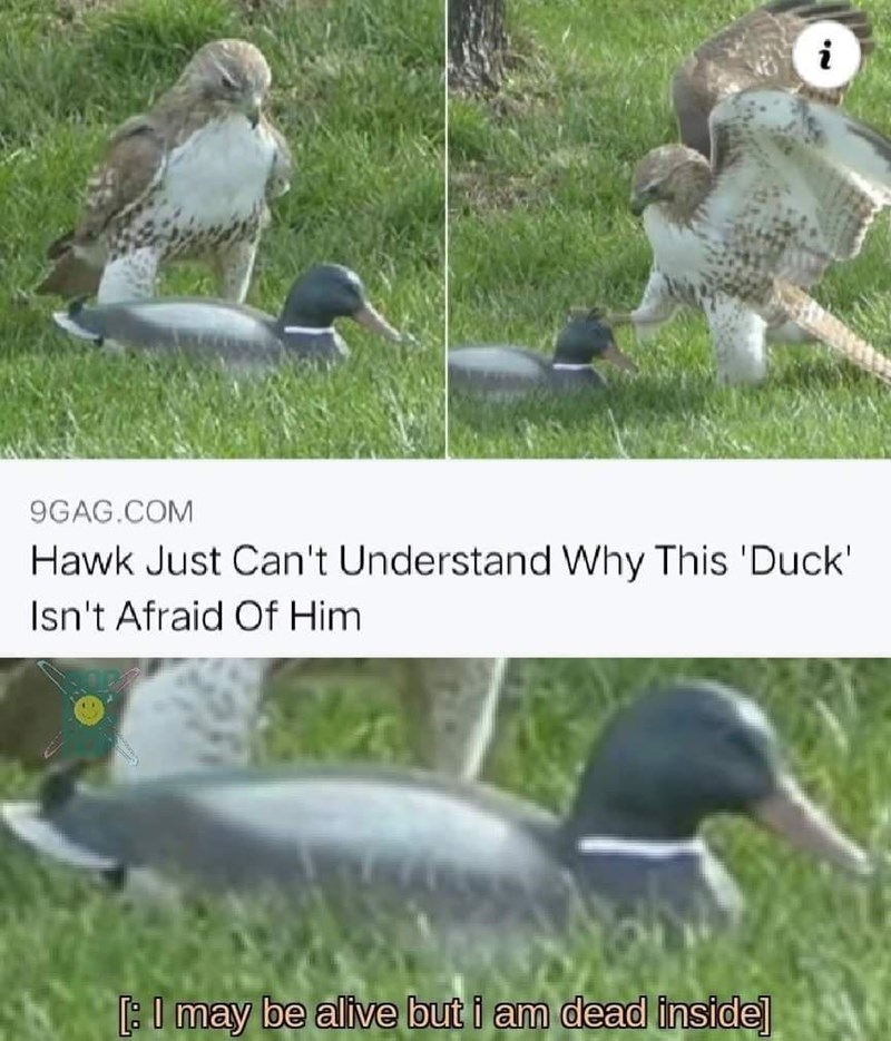 the+duck+with+no+fear