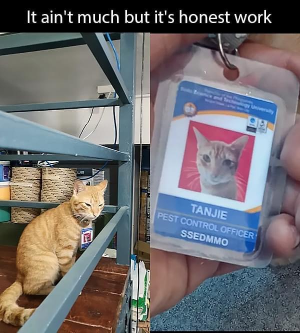 on+pest+watch+from+the+tower