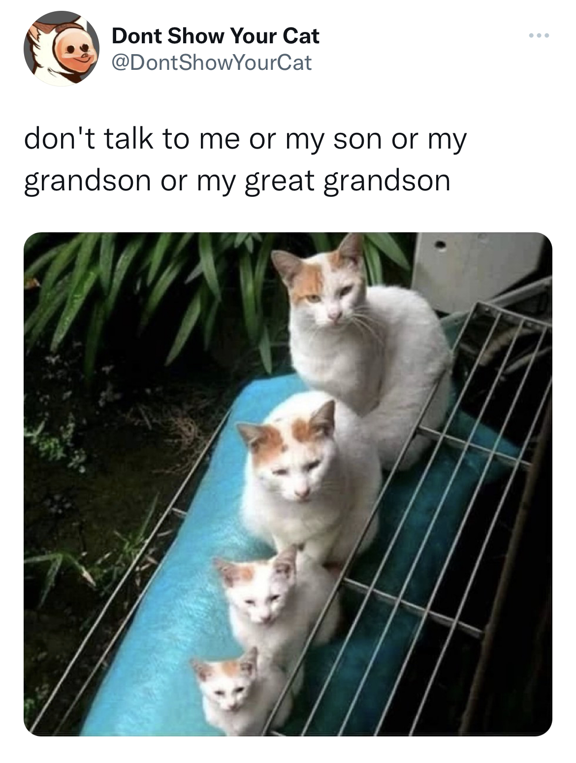 cats+through+generations