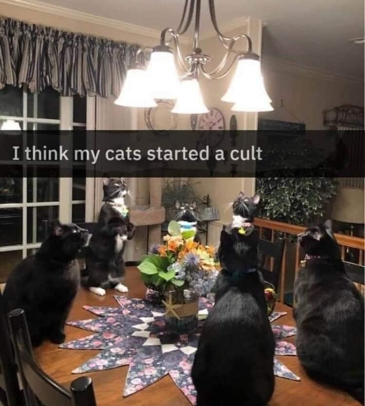 cult+of+meow