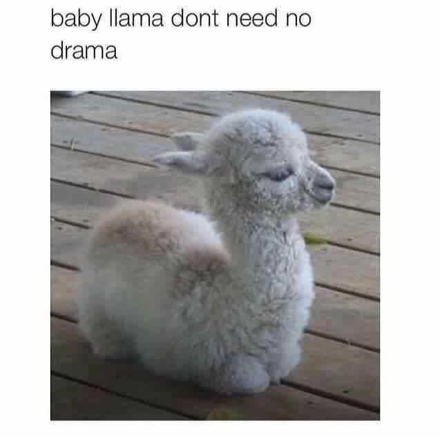 be+like+baby+llama