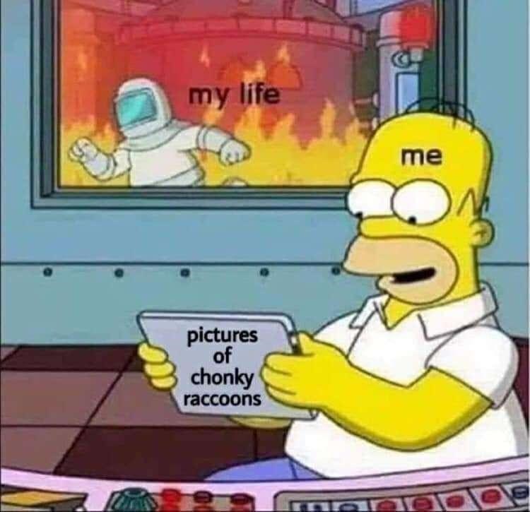 thankful+for+chonky+raccoons