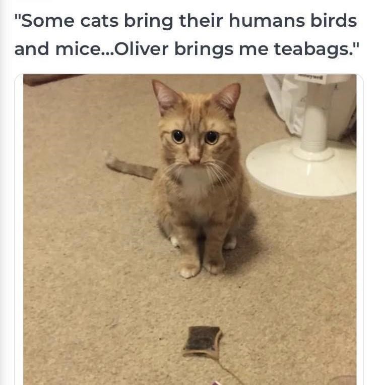 oliver+is+a+british+cat