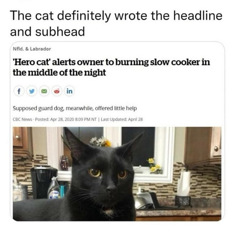 there+is+a+100+percent+chance+the+cat+wrote+this+headline