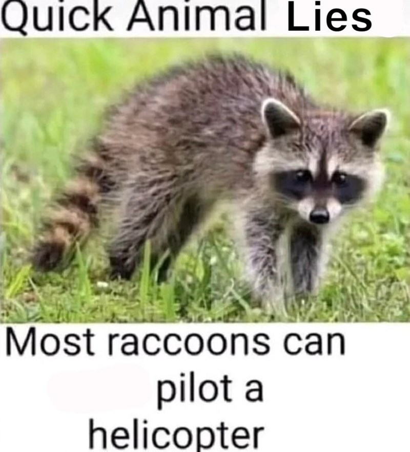 raccoons+are+the+best+helicopter+pilots
