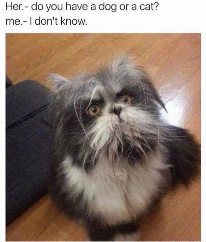 it%26%238217%3Bs+a+scruffball