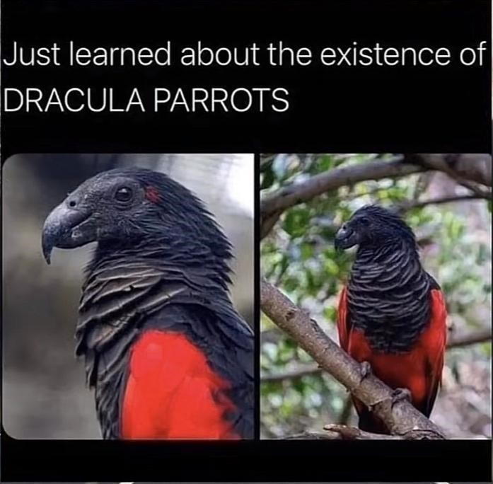 dracula+parrot