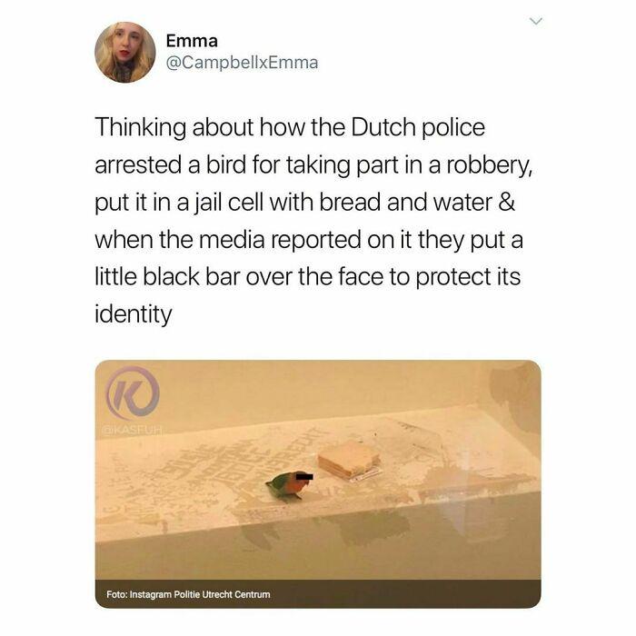 the+bird+has+the+right+to+privacy