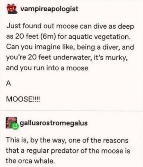 amphibious+moose
