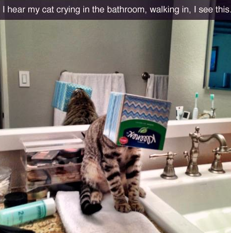 what%26%238217%3Bs+in+the+box%3F%3F%3F