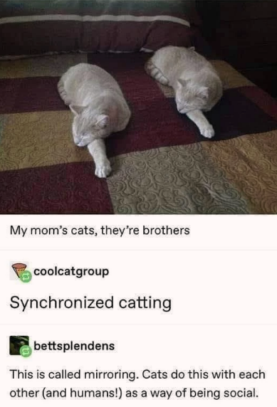 a+literal+copy+cat